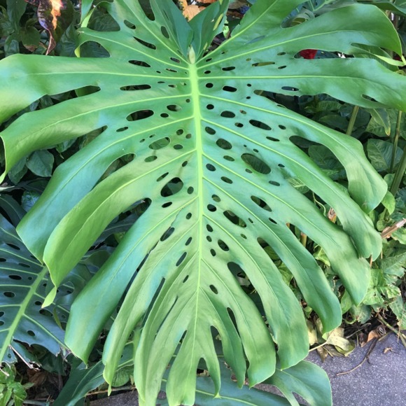 Meet your Posher, Tina - Picture 1 of 1